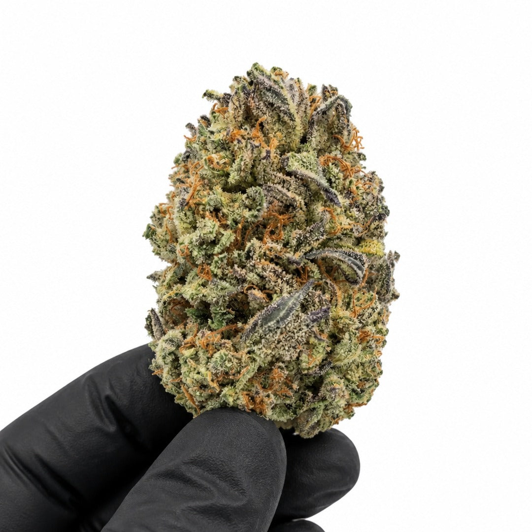 Amaretto Mintz nug held in a gloved hand, illustrative