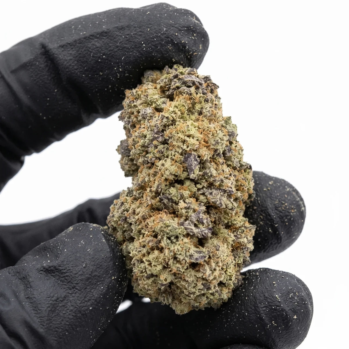 Amaretto Mintz nug held in a gloved hand, real photo