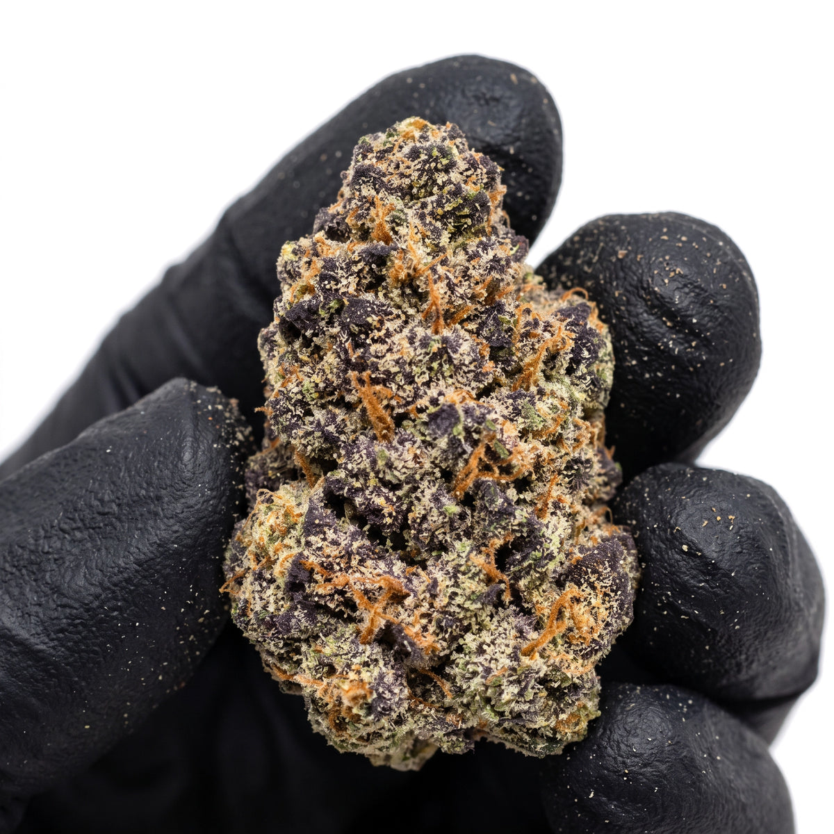 Black Runtz nug held in a gloved hand, real photo