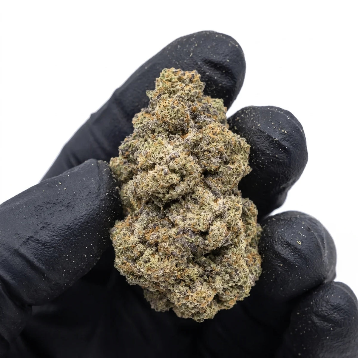 Blizzard Queen nug held in a gloved hand, real photo