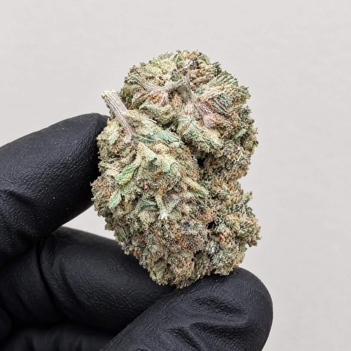 Blue Buzzballz nug held in a gloved hand, illustrative