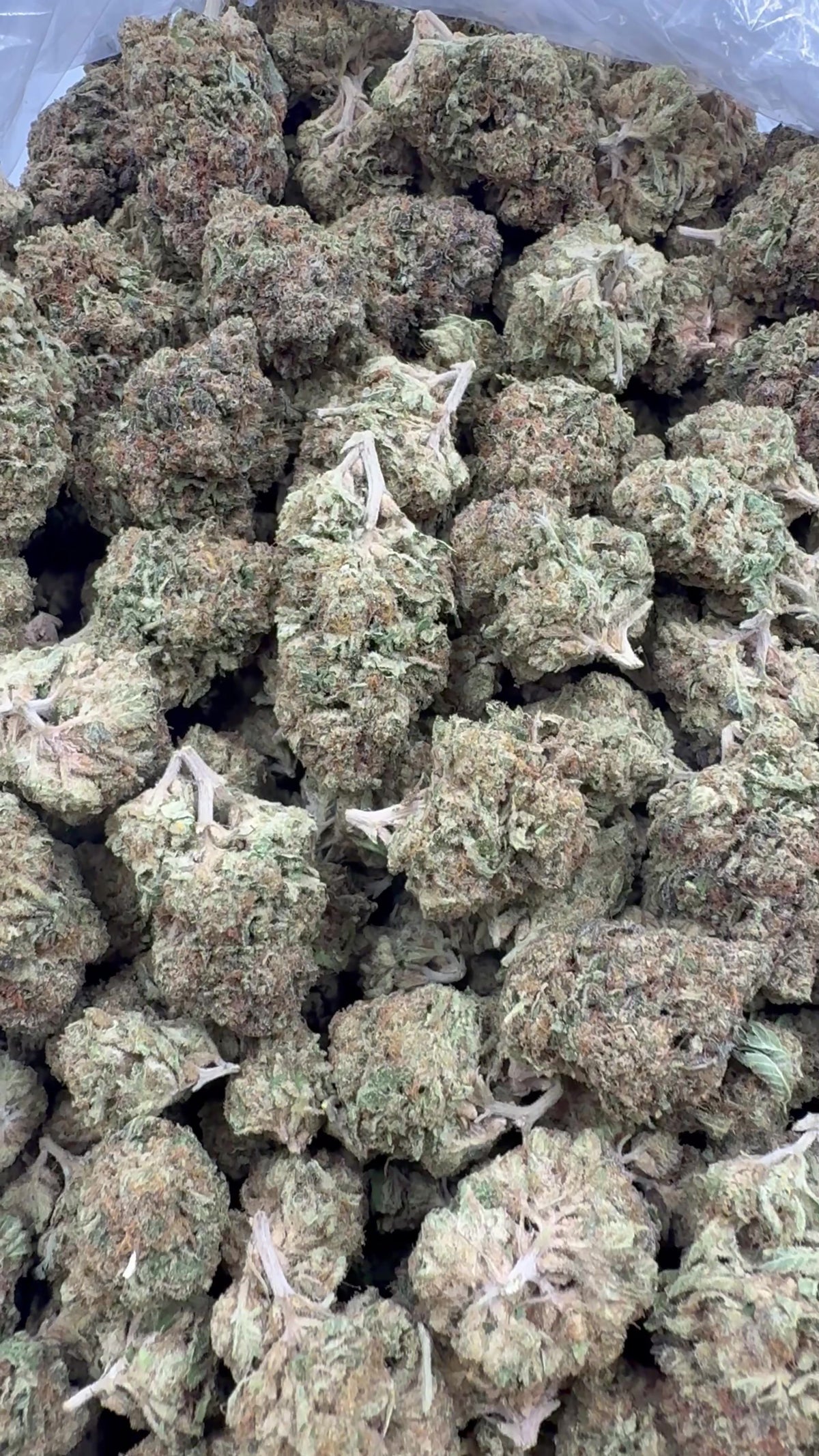 Blue Buzzballz open bag of flower from supplier footage