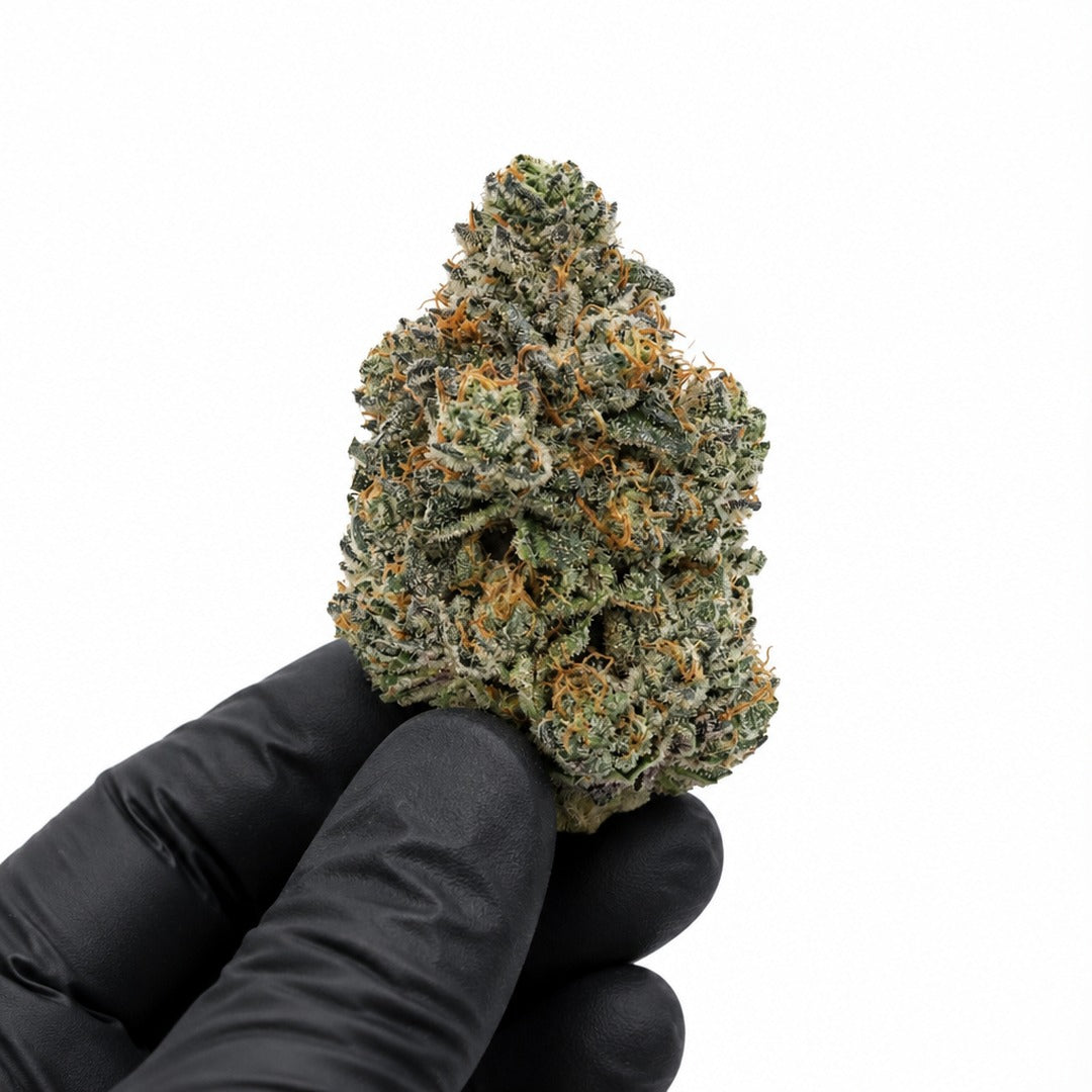Blue Flame Gelato nug held in a gloved hand, illustrative