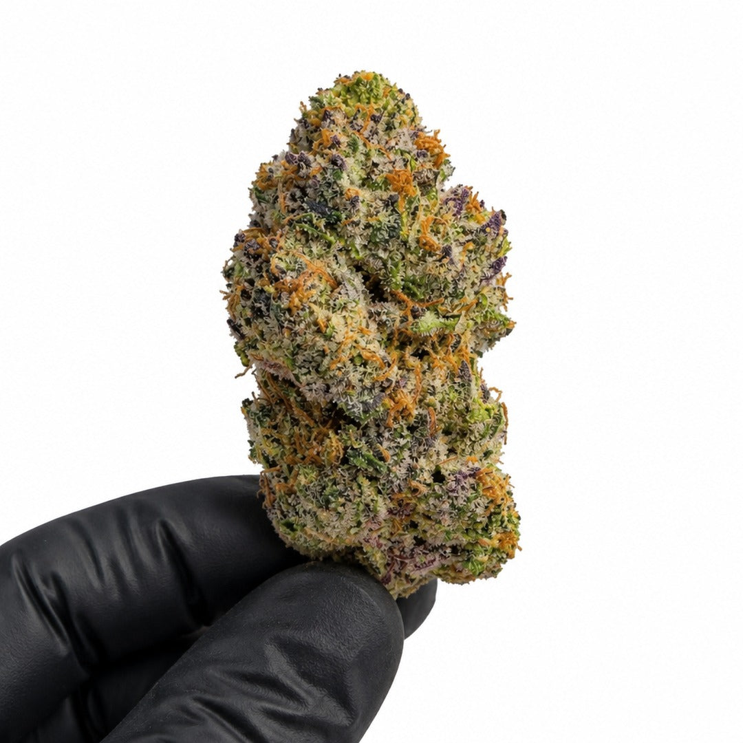 Blue Guava nug held in a gloved hand, illustrative