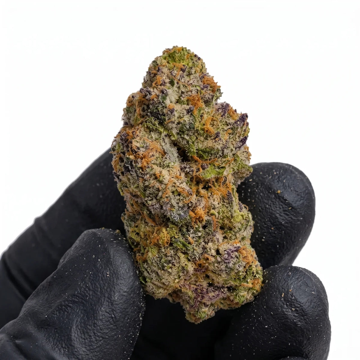 Blue Guava nug held in a gloved hand, real photo