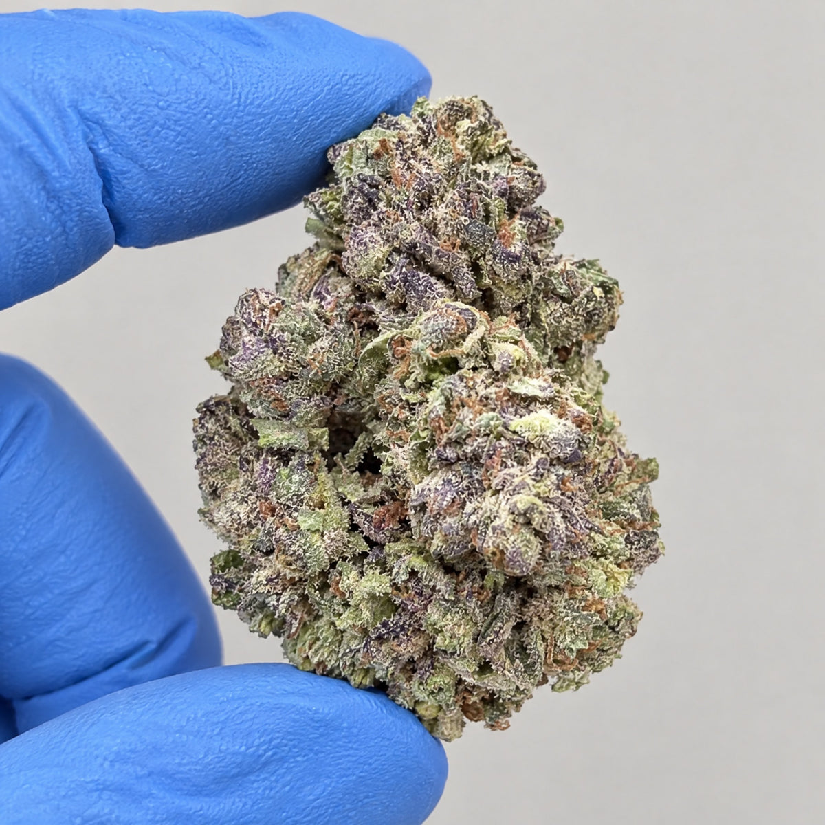 Blueberry Gumballz nug held in a gloved hand, illustrative