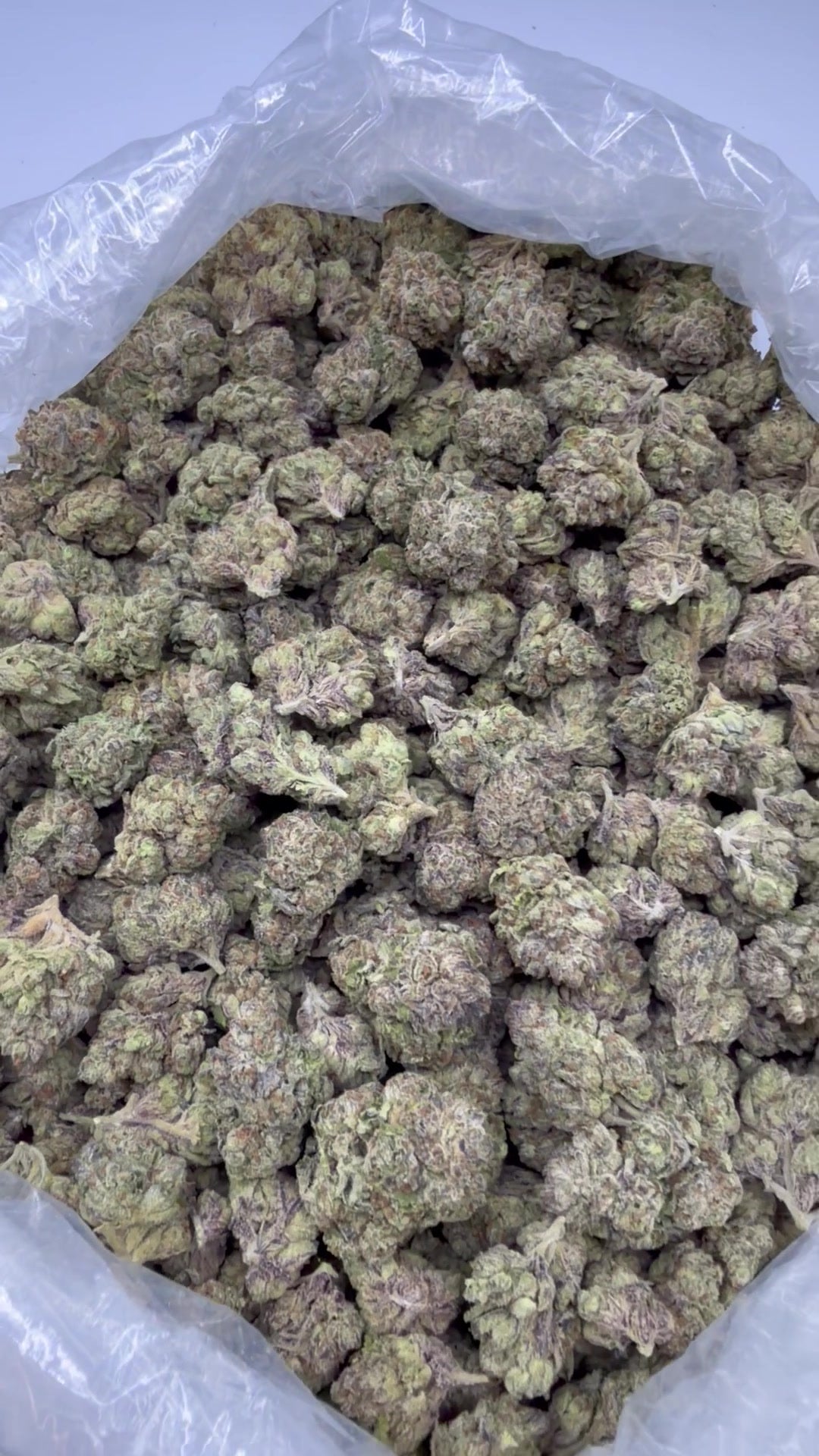 Blueberry Gumballz open bag of flower from supplier footage