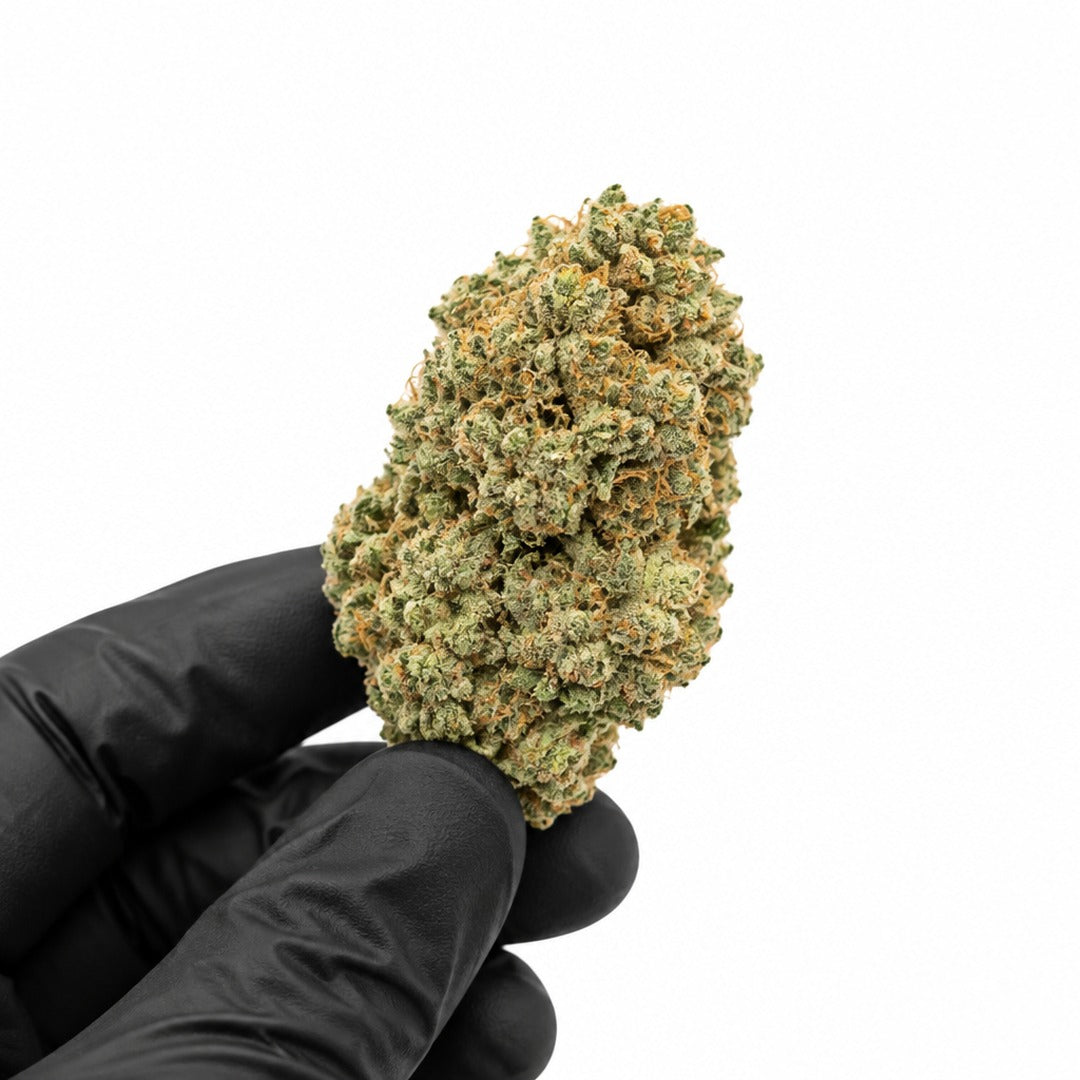 Candy Gelato nug held in a gloved hand, illustrative