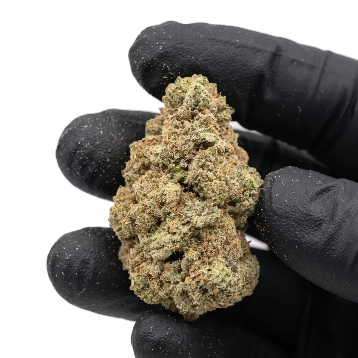 Cheetah Piss nug held in a gloved hand, real photo