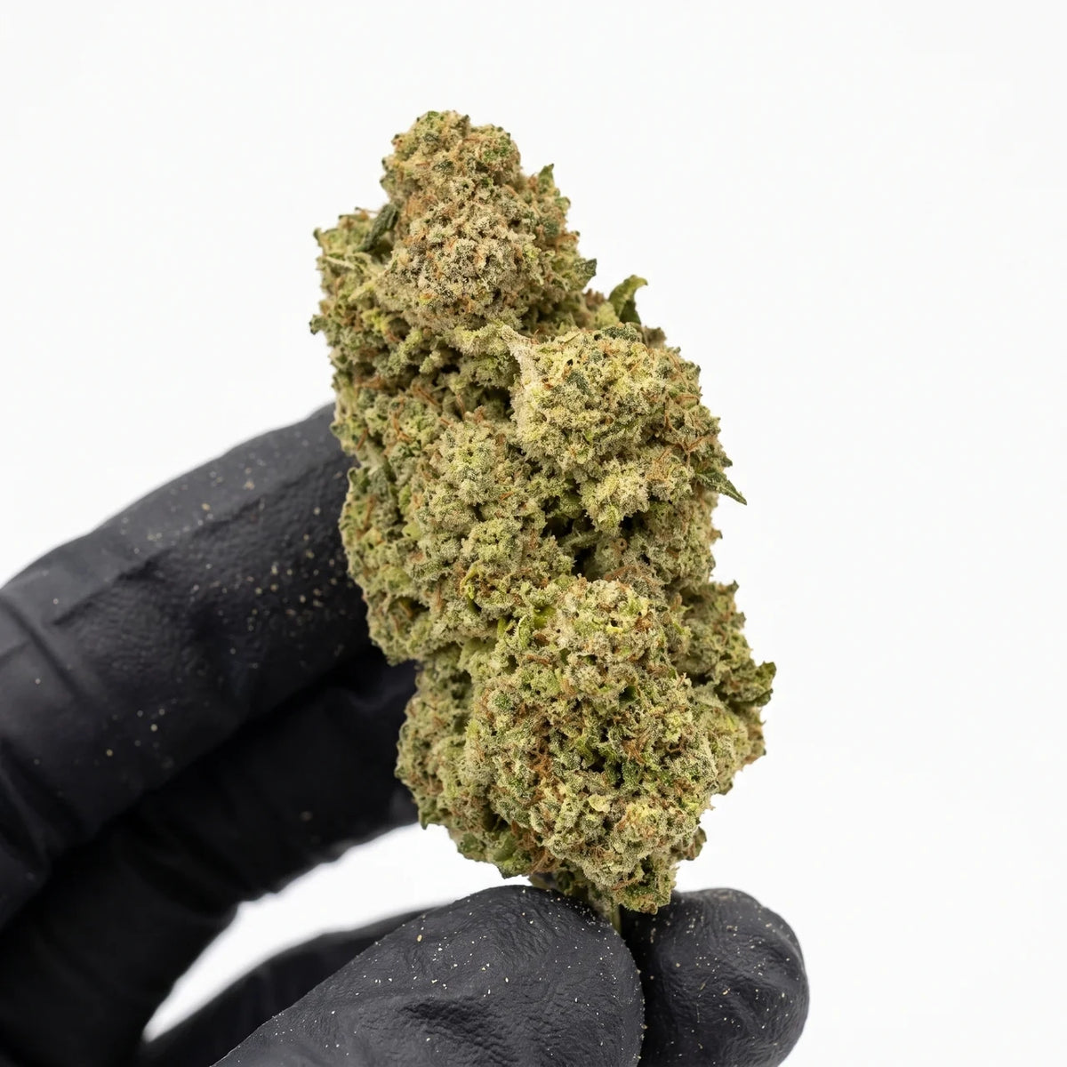 Gorilla Glue studio nug held in a black glove