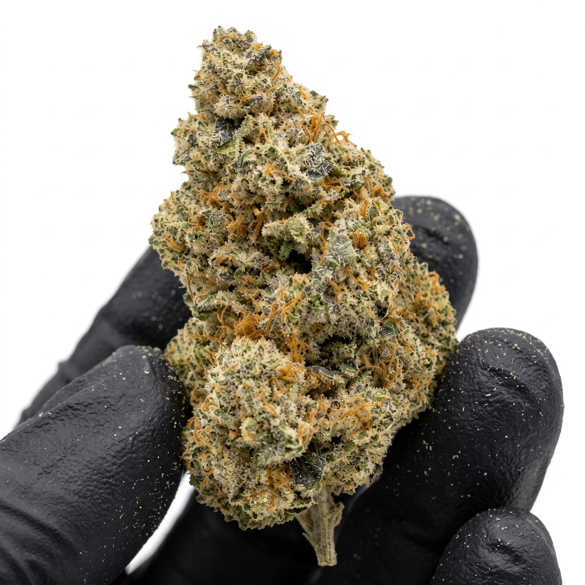 Governmint Oasis studio nug held in a black glove