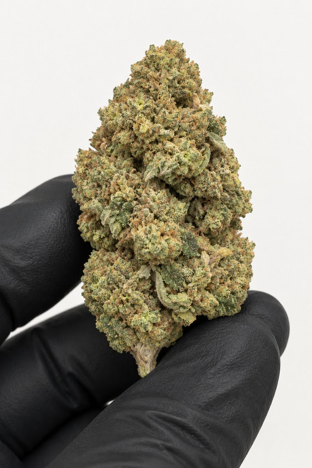 Gelato 41 nug held in a gloved hand, illustrative