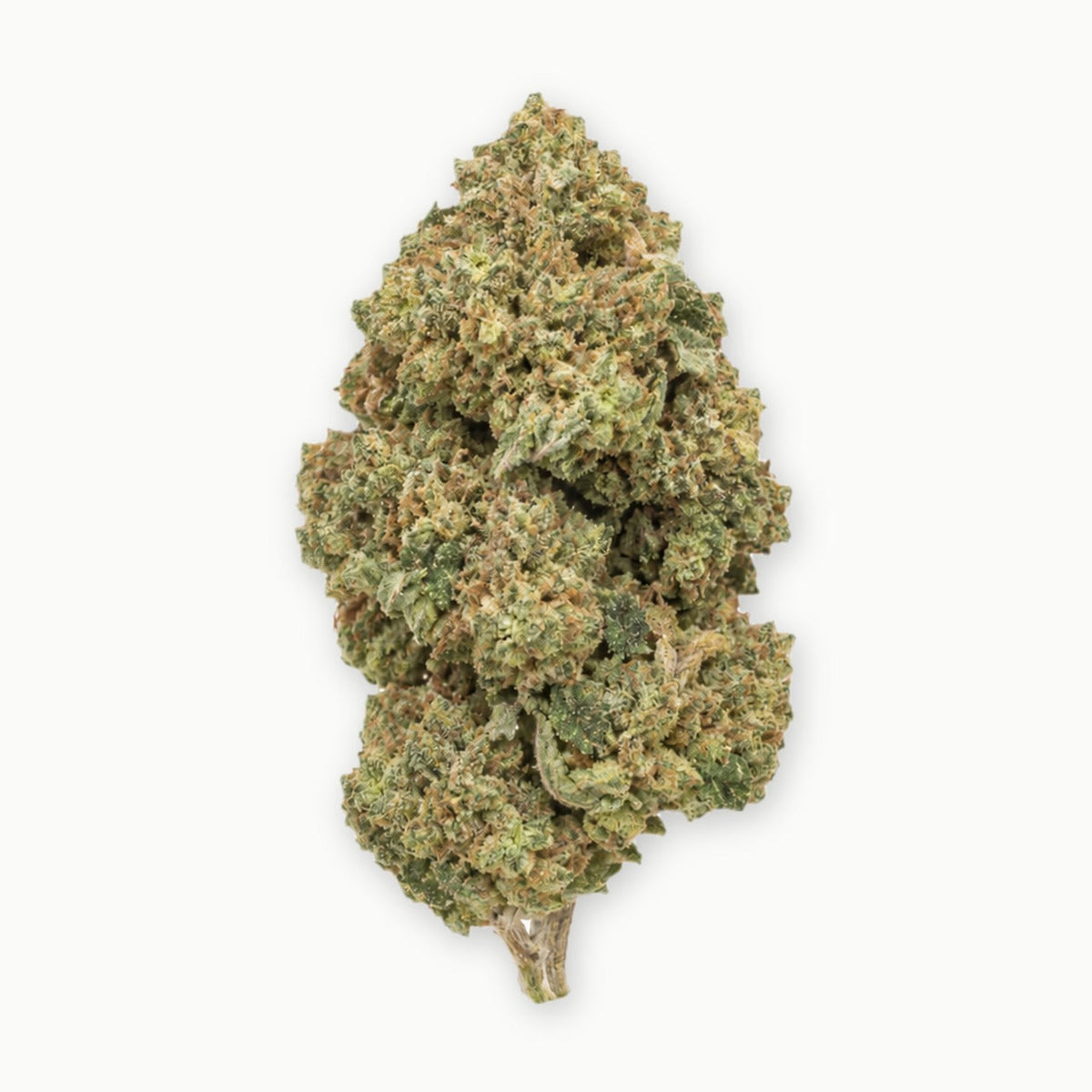 Gelato 41 single nug on white, illustrative