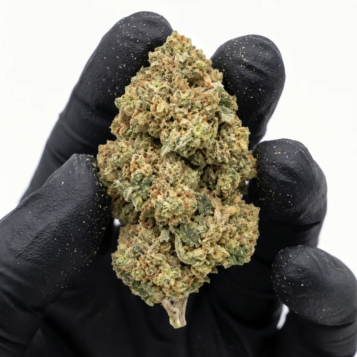 Gelato 41 nug held in a gloved hand, real photo