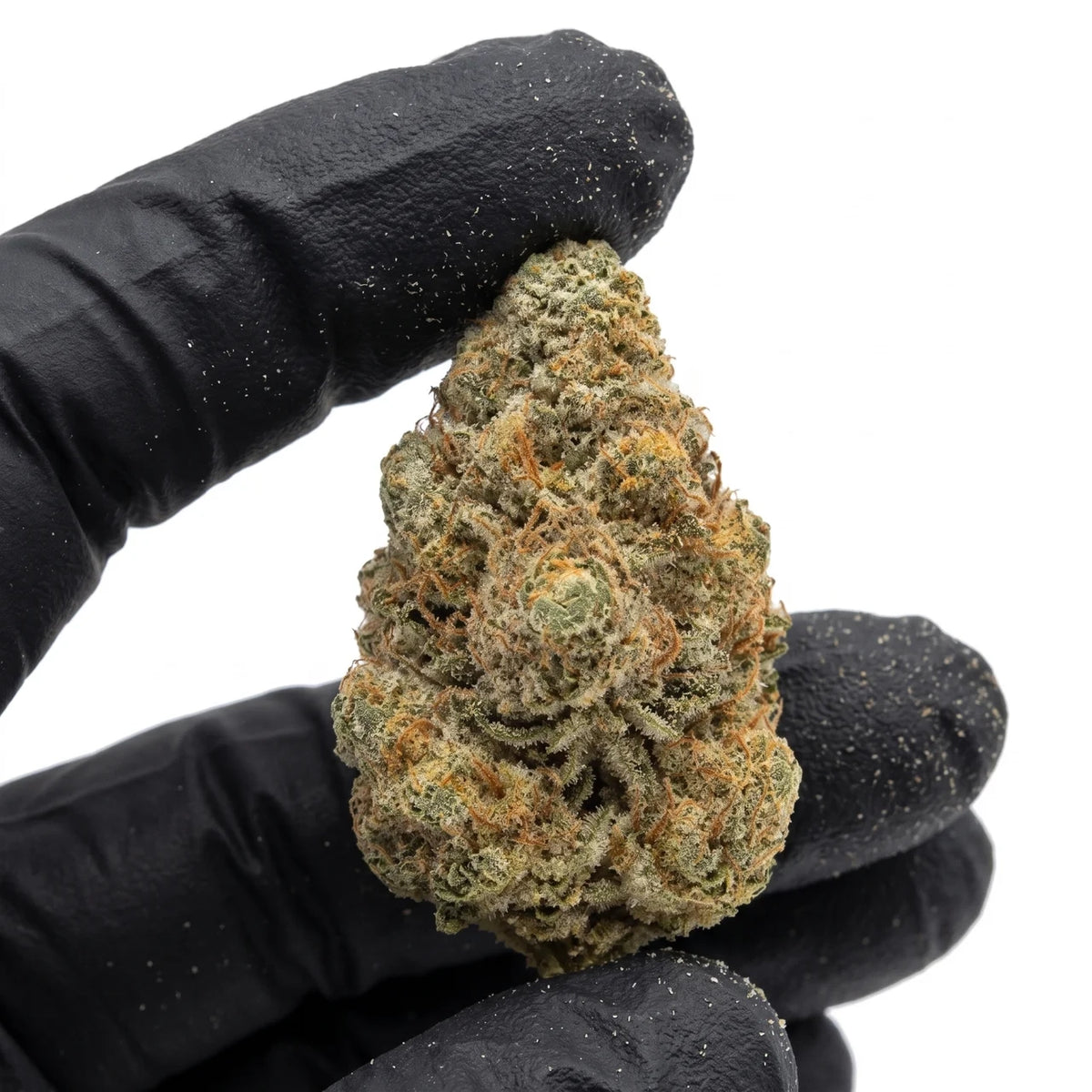 Gelonade nug held in a gloved hand, real photo