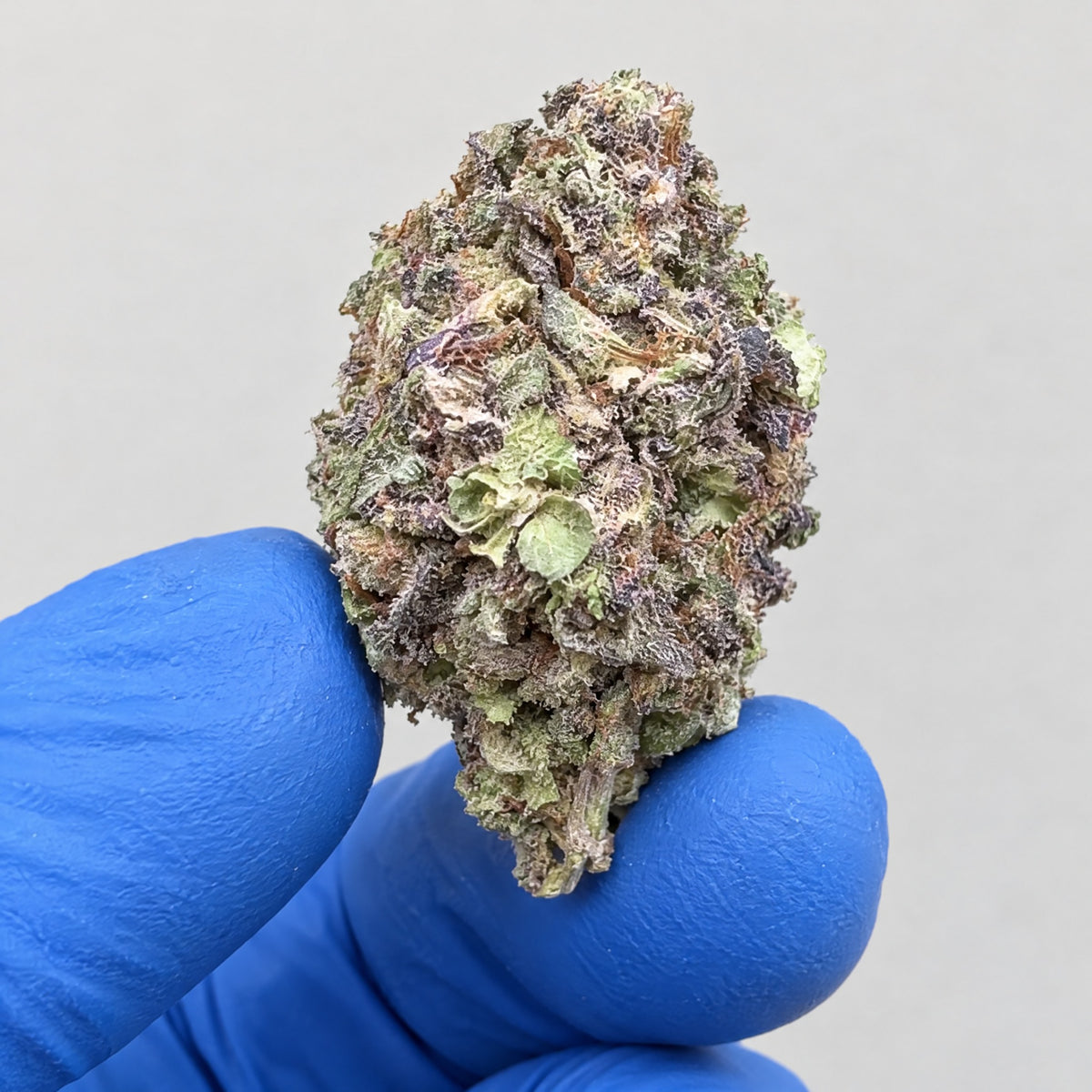 Gush Mints nug held in a gloved hand, illustrative