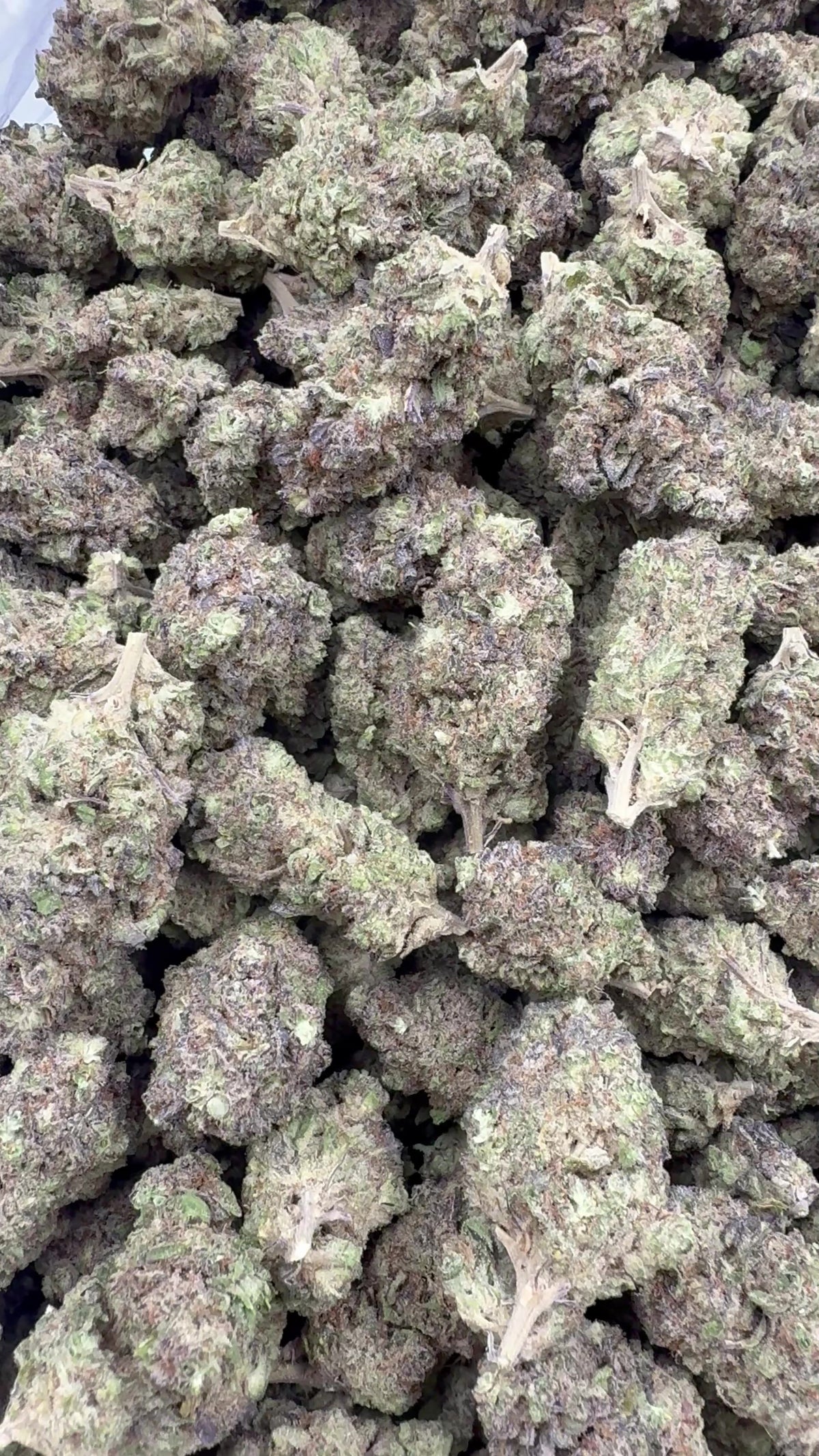 Gush Mints open bag of flower from supplier footage