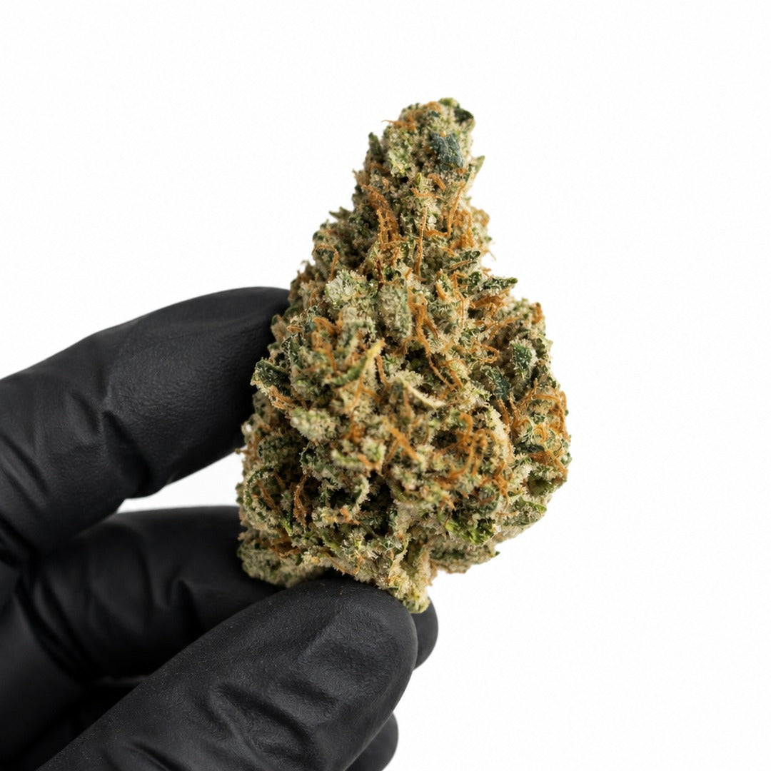 Hawaiian Punch nug held in a gloved hand, illustrative