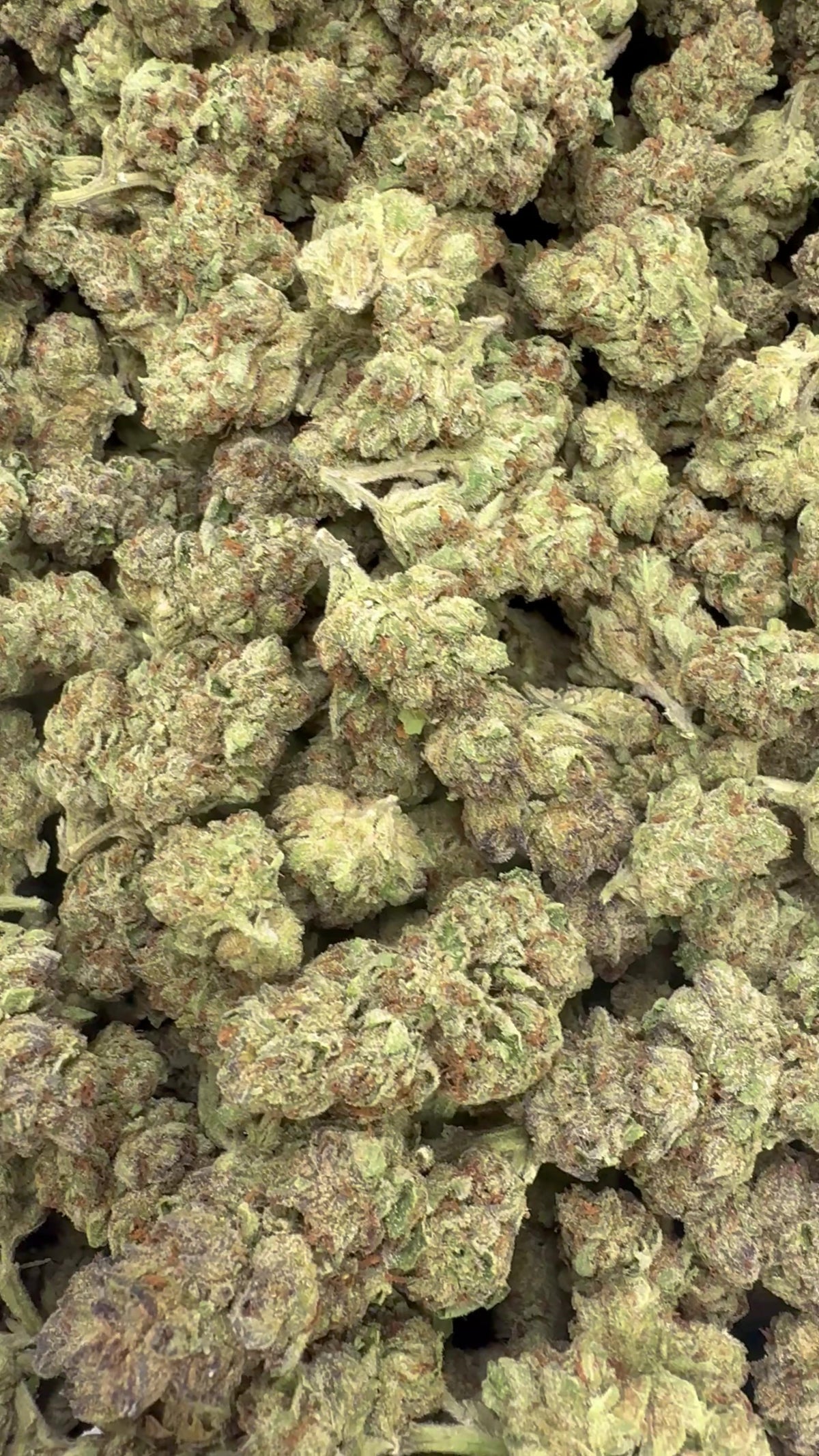 ICC open bag of flower from supplier footage