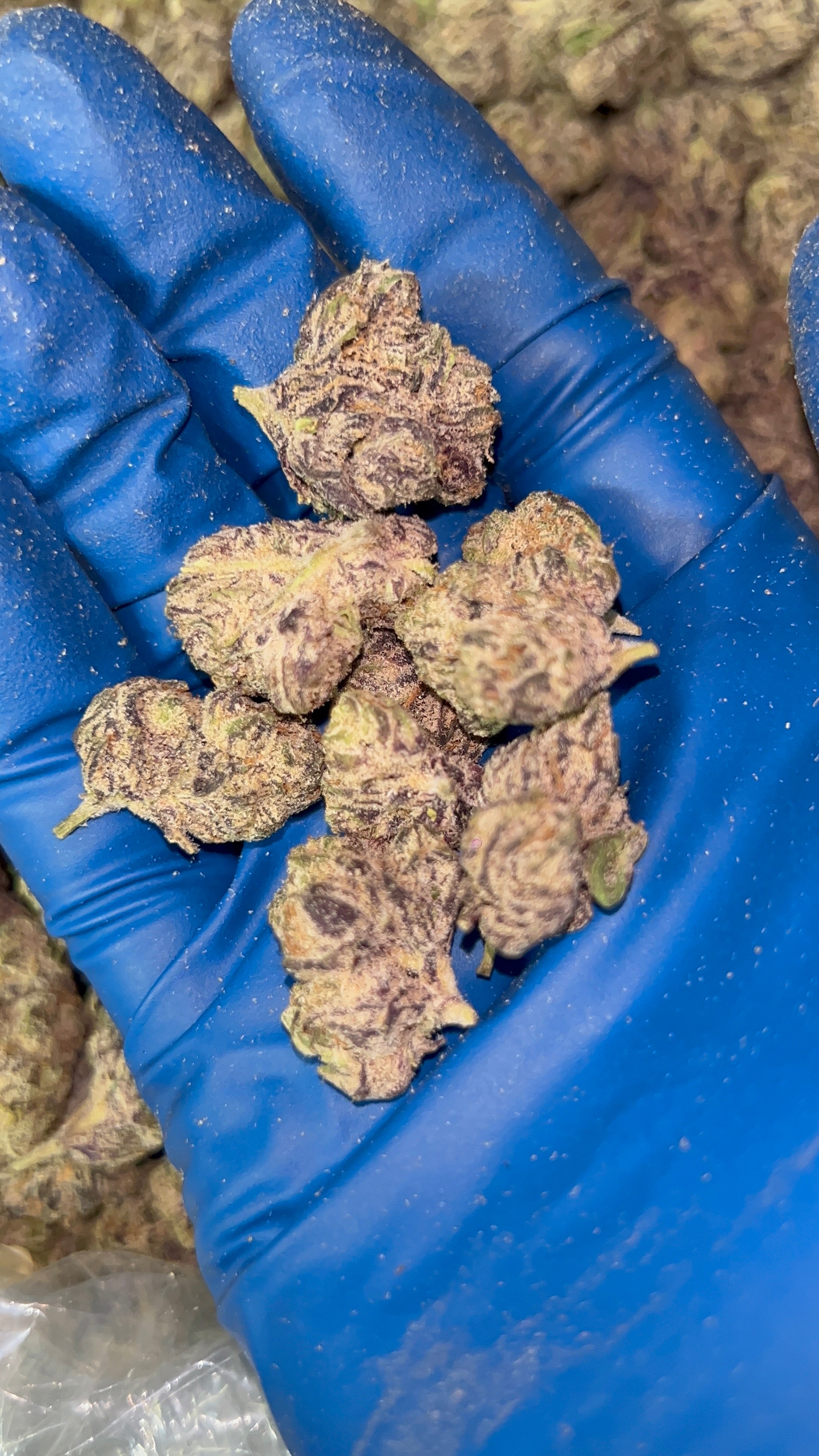 Indoor Candy Smalls