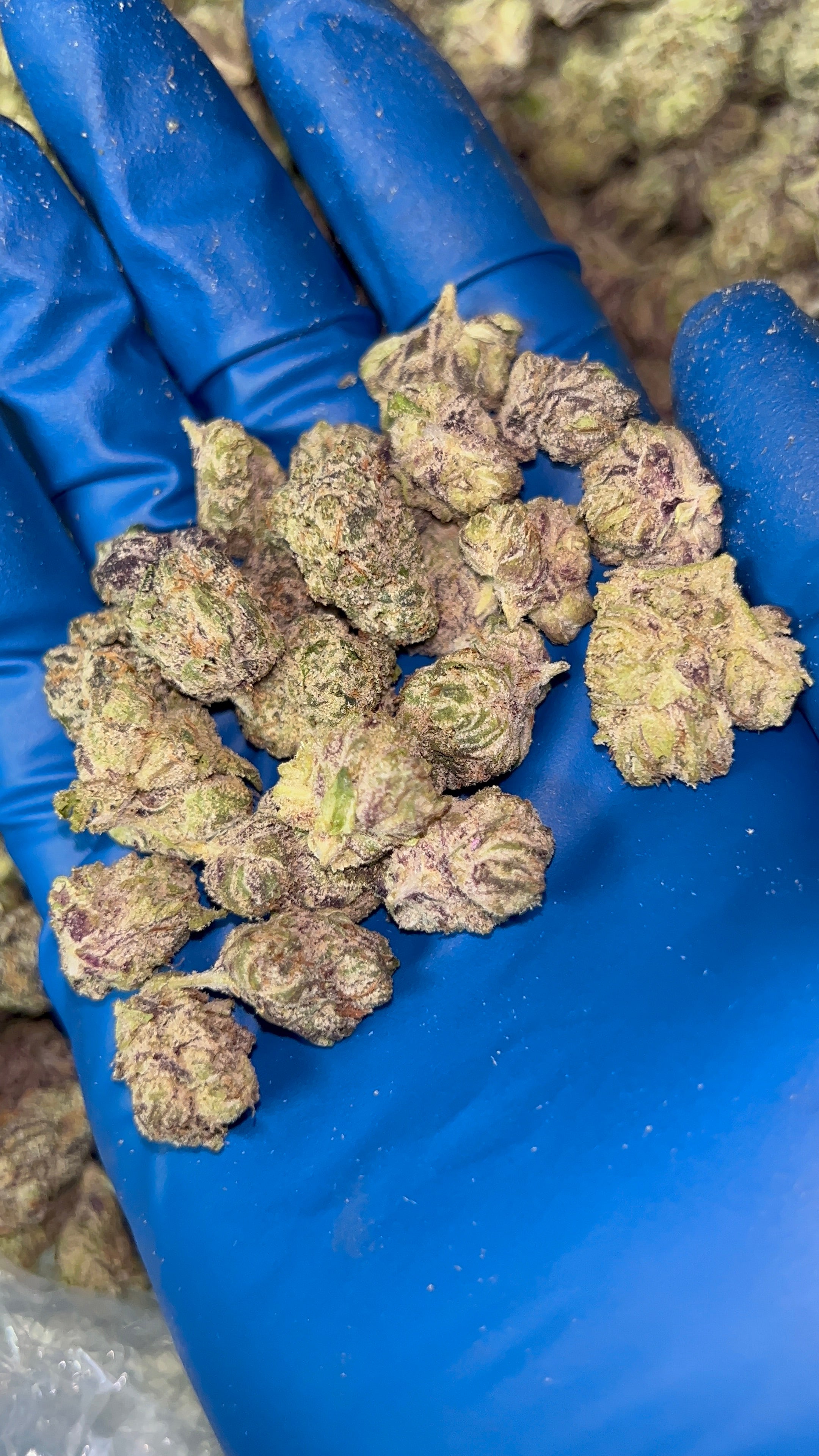 Indoor Candy Smalls