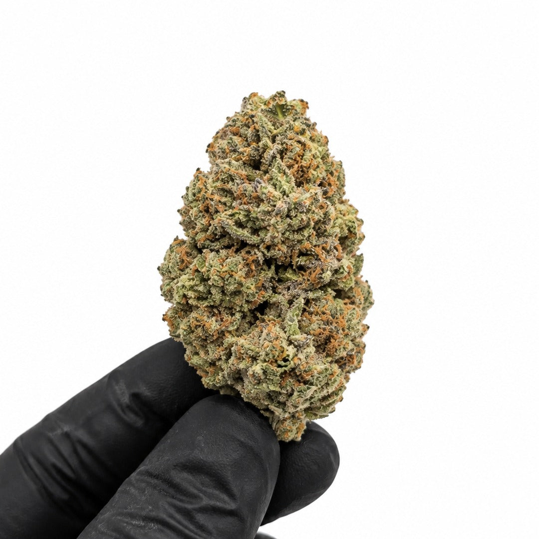 Lemon Cherry Gelato nug held in a gloved hand, illustrative