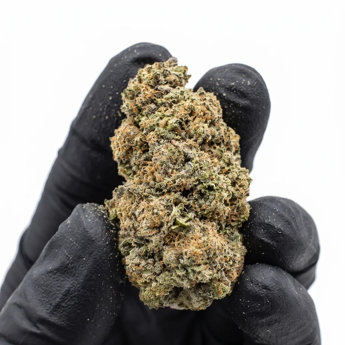 Lemon Cherry Gelato nug held in a gloved hand, real photo