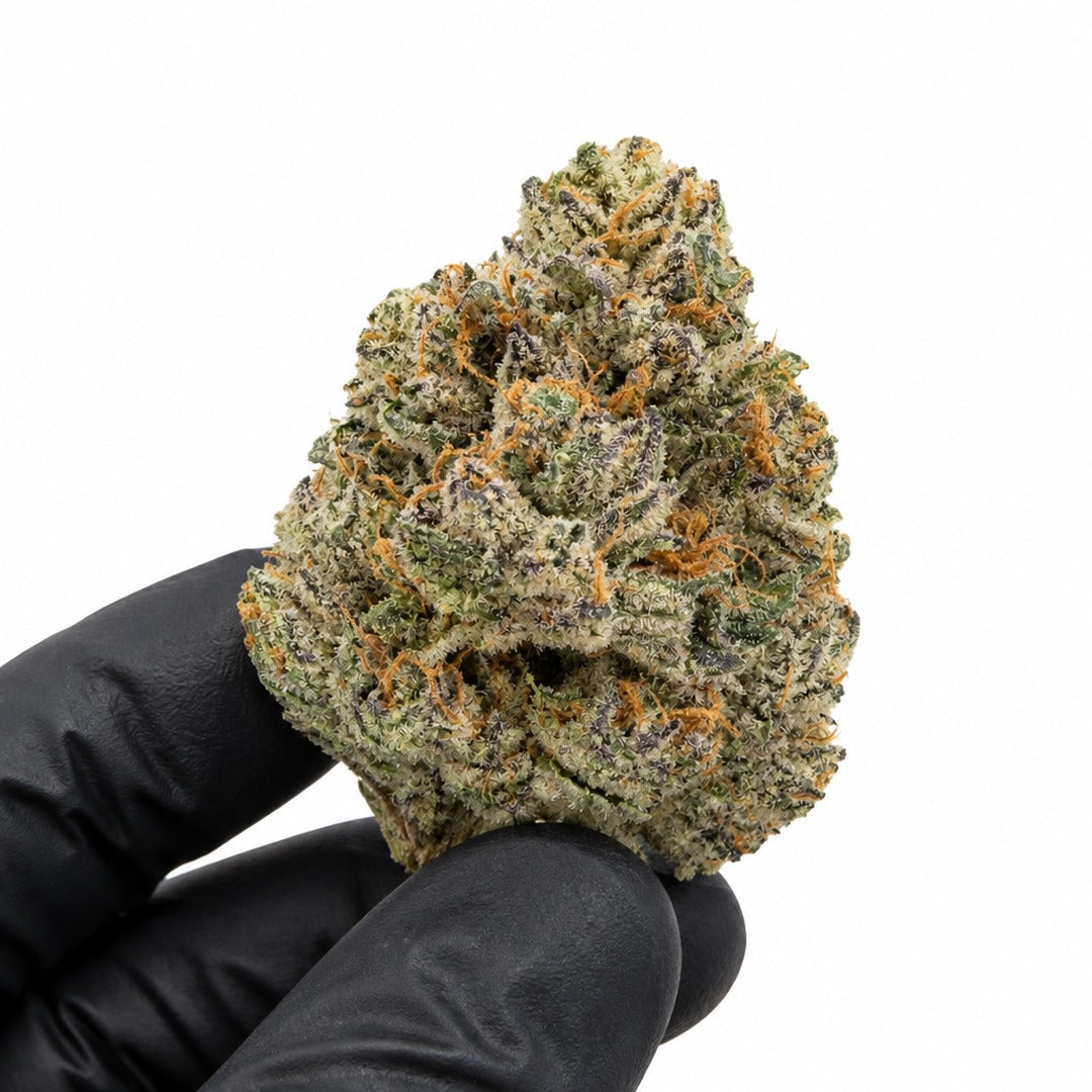 Lemon Cherry Lollato nug held in a gloved hand, illustrative