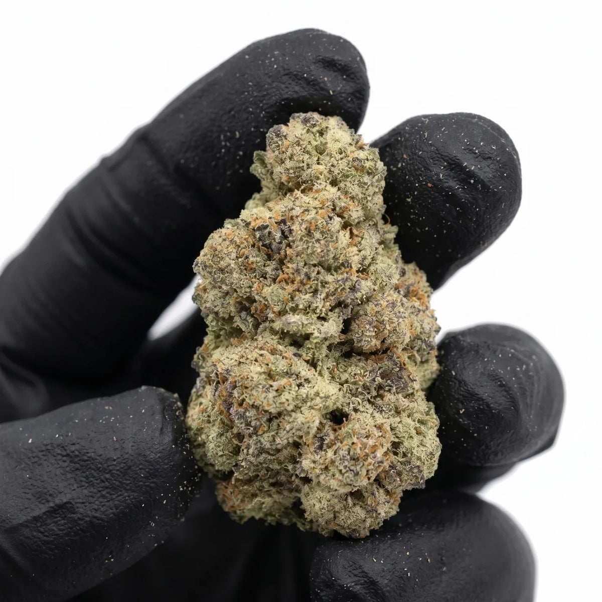 Lemon Cherry Lollato nug held in a gloved hand, real photo