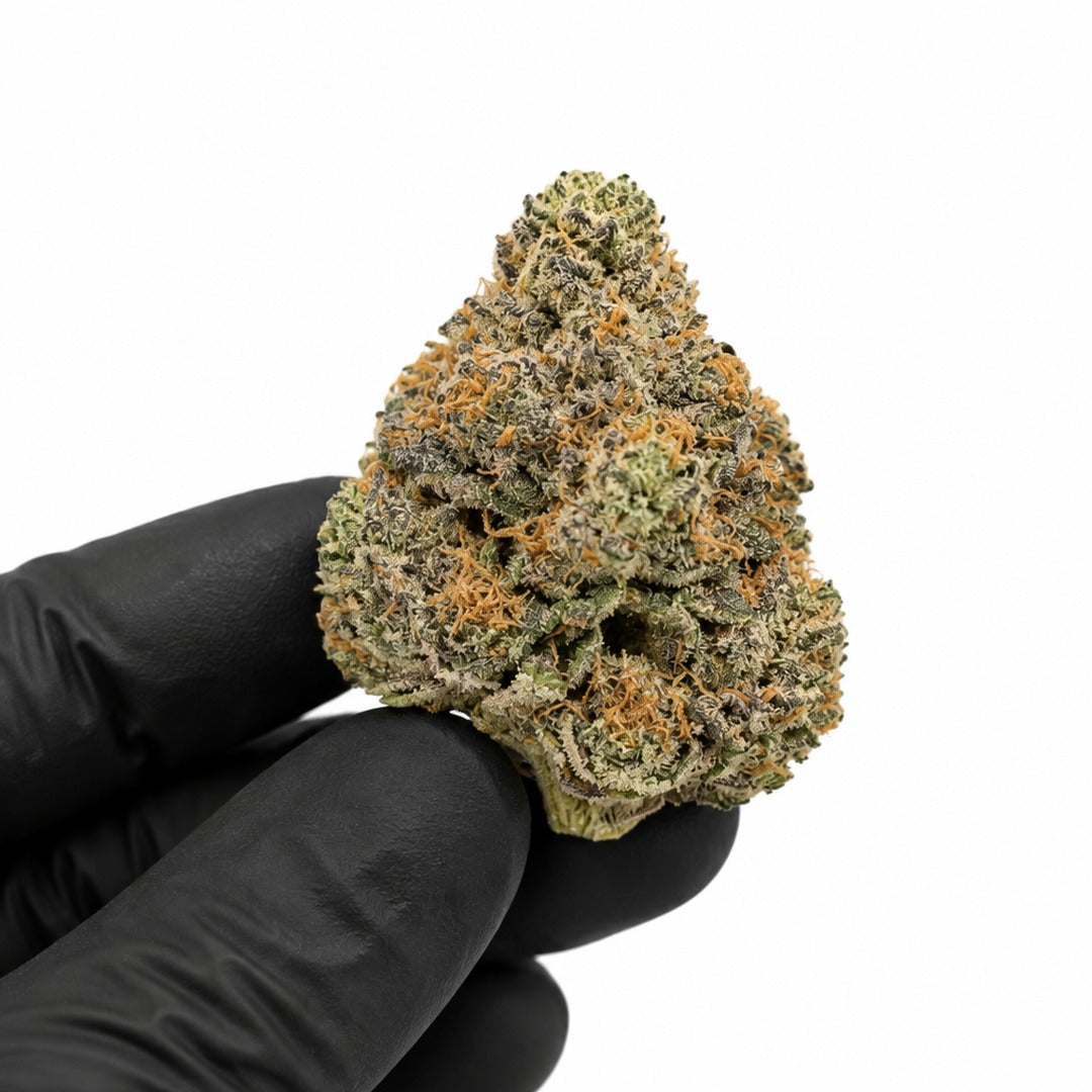 Lemon Cherry Sherbet nug held in a gloved hand, illustrative