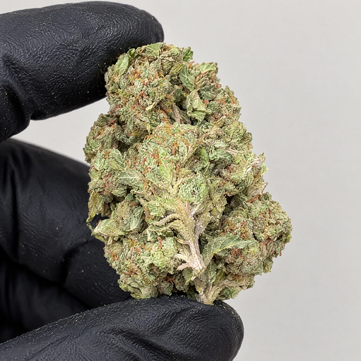Oishii nug held in a gloved hand, illustrative