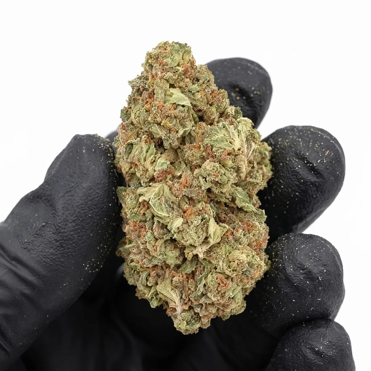 Oishii nug held in a gloved hand, real photo