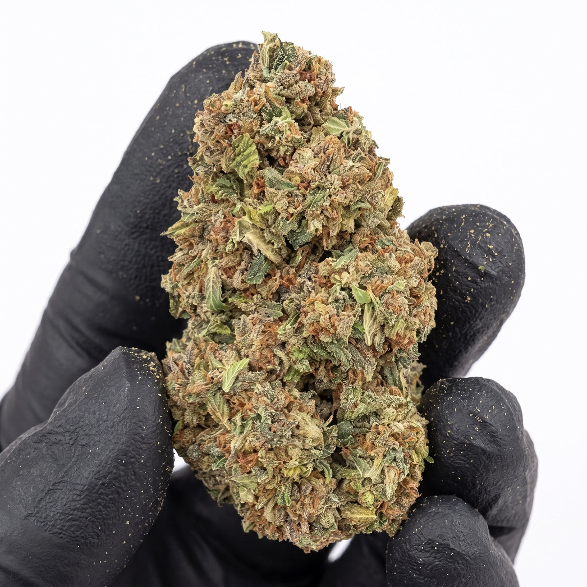 Old Man's OG nug held in a gloved hand, illustrative