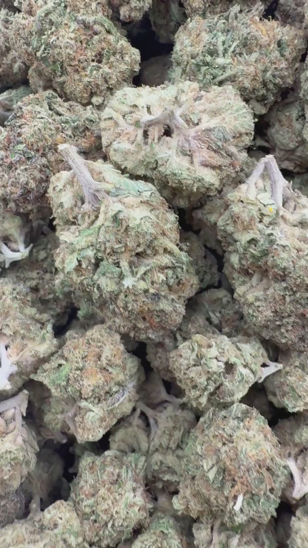 Blue Buzzballz supplier menu flower clip