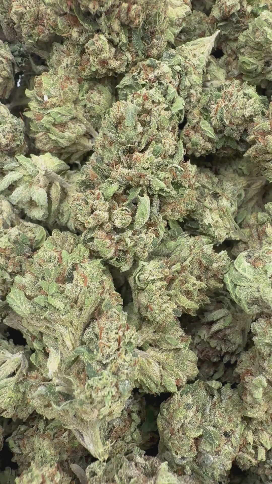 Skywalker OG supplier flower clip
