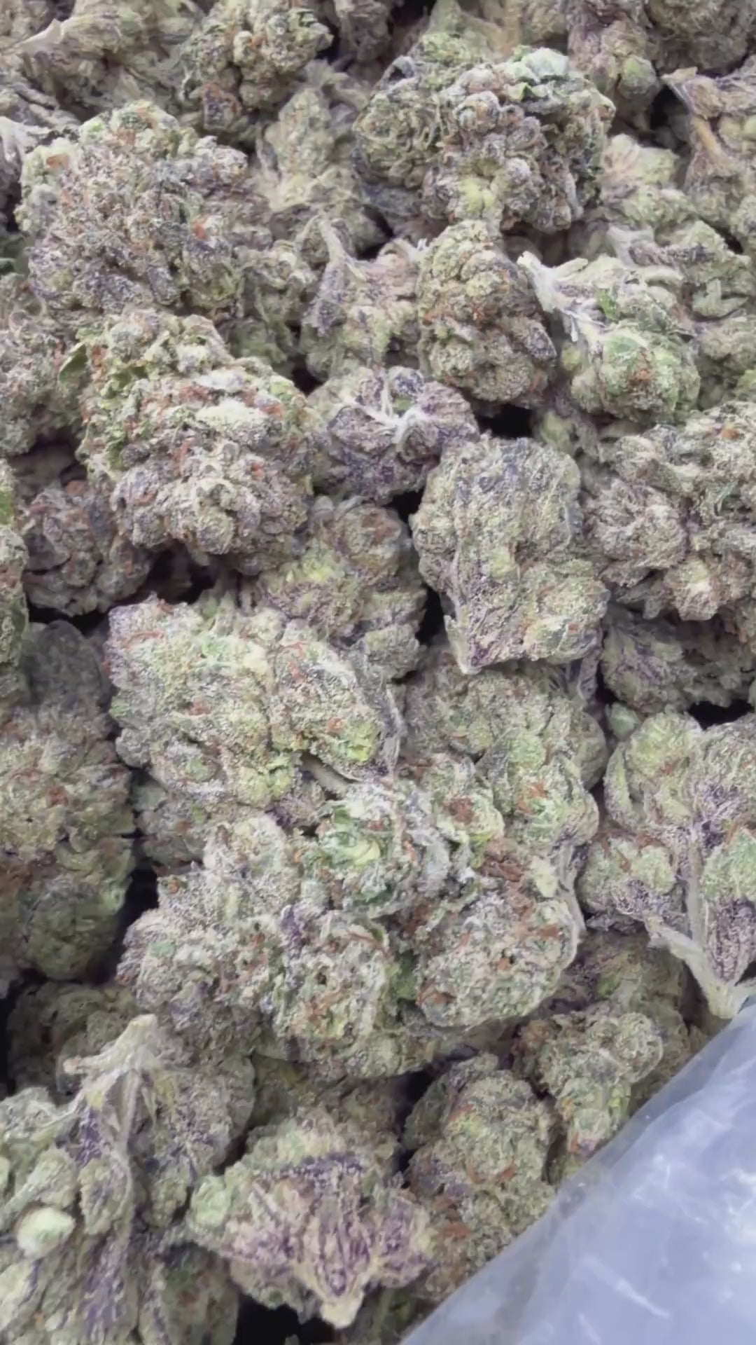 Blueberry Gumballz supplier menu flower clip