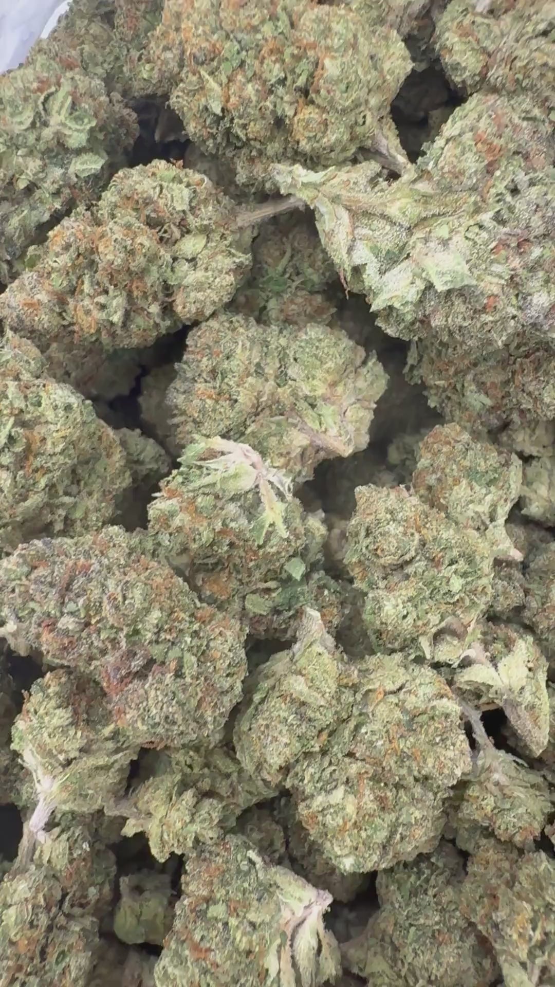 Gelato 41 supplier menu flower clip