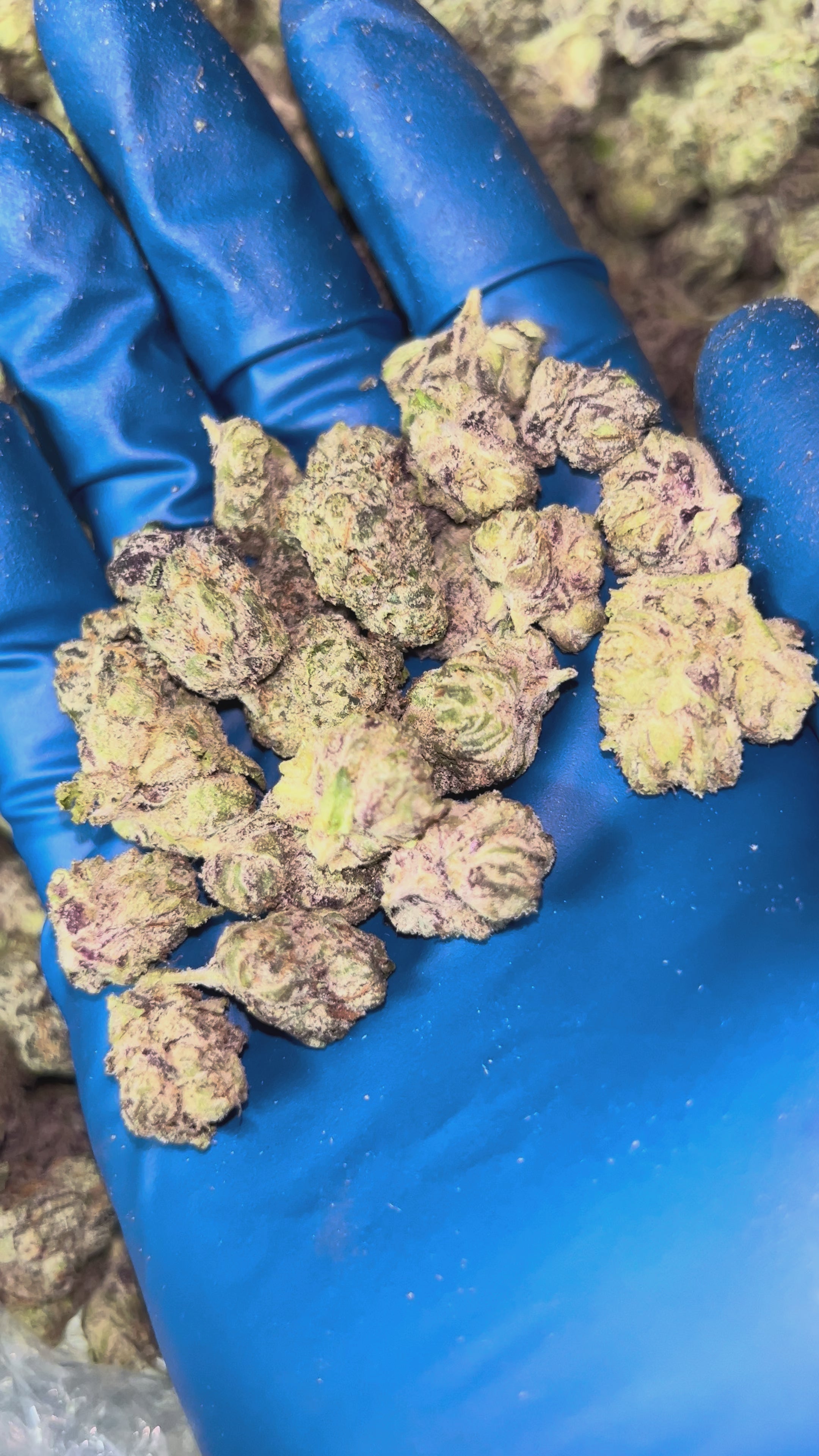 Indoor Candy Smalls