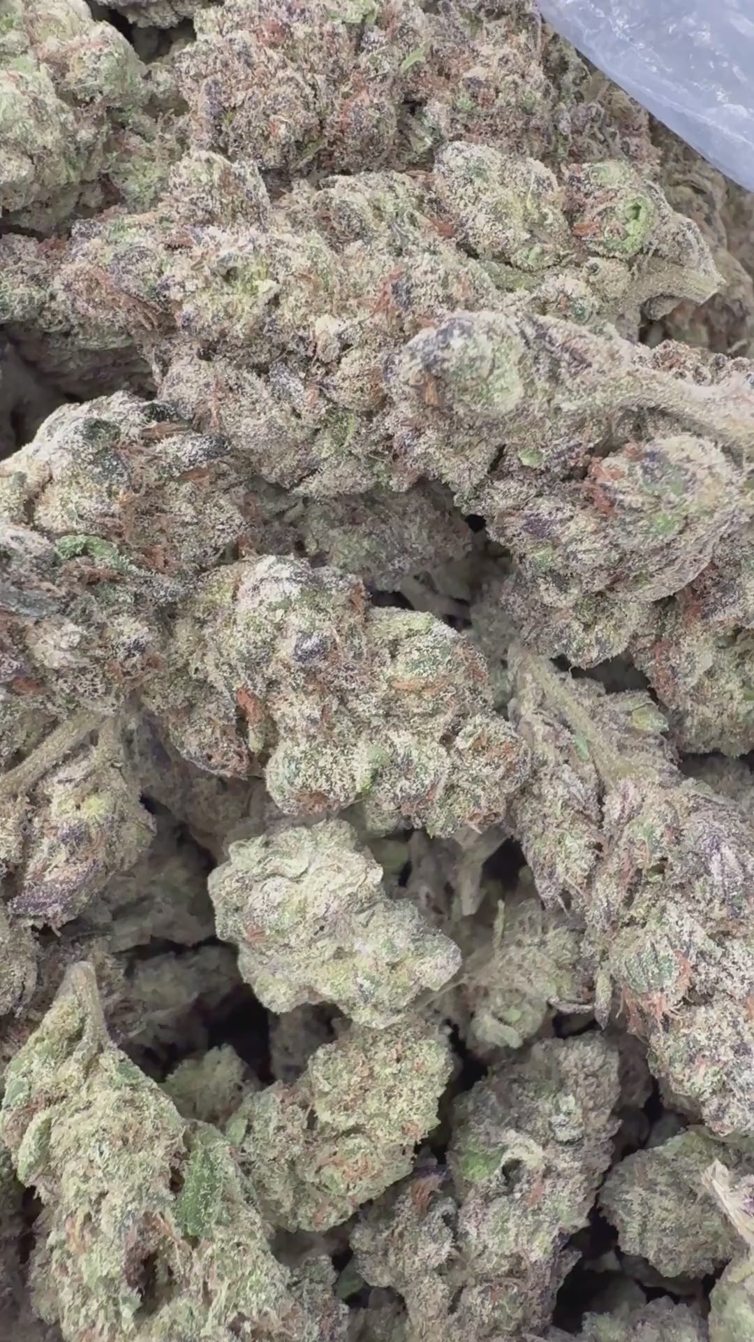 Governmint Oasis supplier-menu flower video