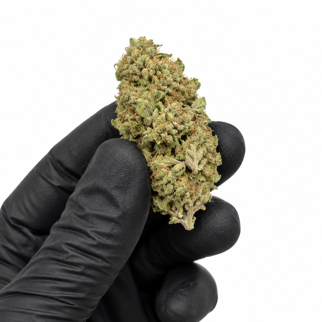 Skywalker OG nug held in a gloved hand, illustrative