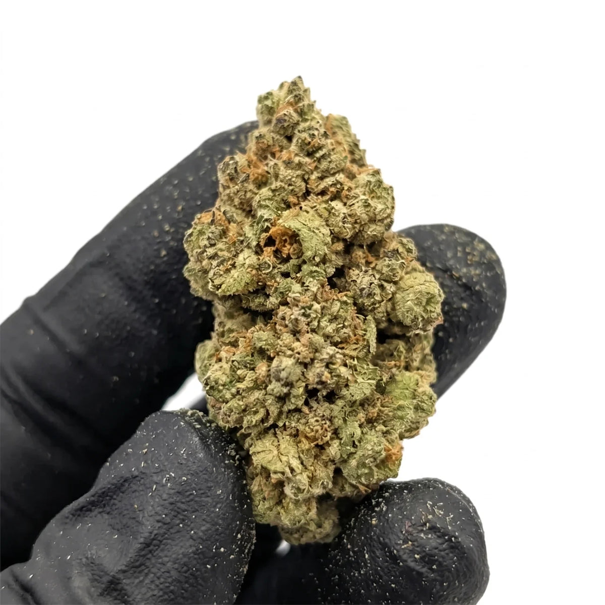 Space Candy Runtz nug held in a gloved hand, real photo
