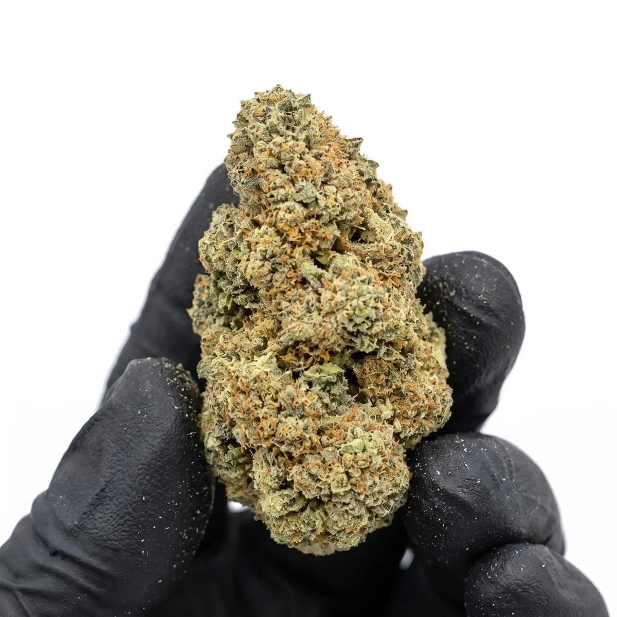 Venom OG nug held in a gloved hand, real photo